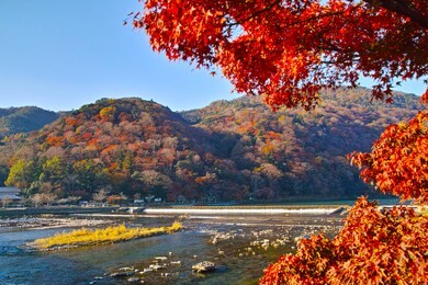 arashiyama in the autumn leaves season