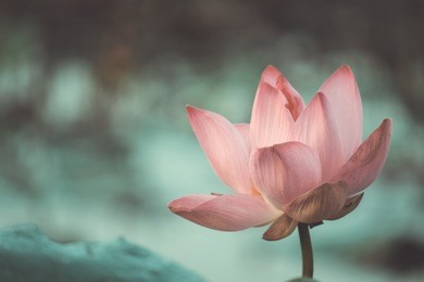 pink lotus flower. close focus of a beautiful pink lotus flower with copy space for text or advertising. the background is a pink lotus flowers, green leaf and yellow lotus bud in a pond
