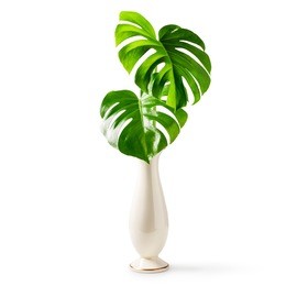 monstera leaf, swiss cheese tropical plant in porcelain vase isolated on white background clipping path included. summer feeling and inspiration