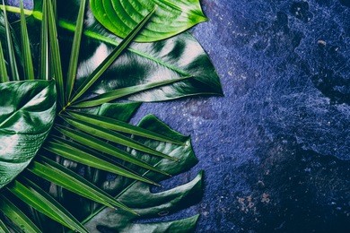 creative tropical leaves background. trandy tropical leaves on blue slate background - color of the year 2018. top view, copy space.