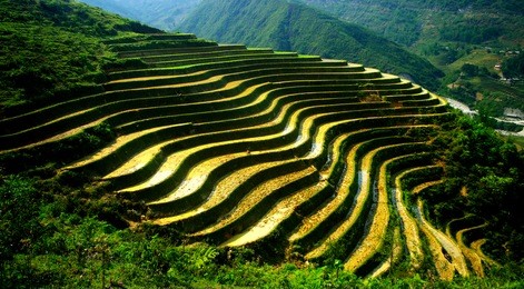 terraced rice fields, the typical landscape of sapa, north vietnam