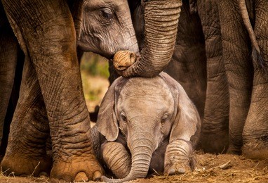 baby african elephant under the protection of the adults in the herd