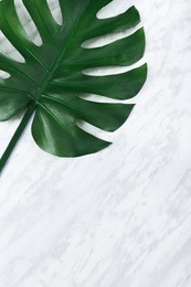 dark green monstera leaf on marble background. popular plant in interior design.