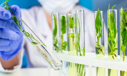 scientist hold test tube with plant inside in laboratory. 