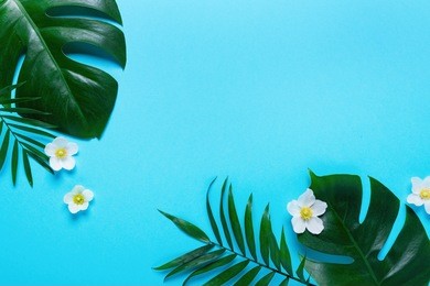 monstera leaves summer minimal background with a space for a text, flat lay, view from above