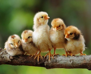 cute chicks