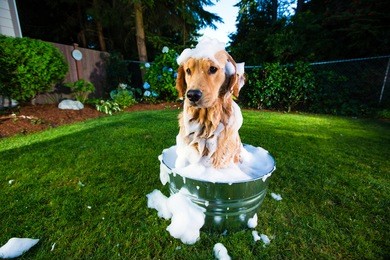 bath time for a golden retriever dog