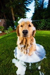 bath time for a golden retriever dog