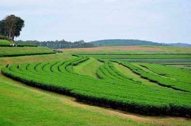 tea plantation in nature, famous tourist attractions in northern thailand, singha park or boon rawd farm at chiang rai , thailand