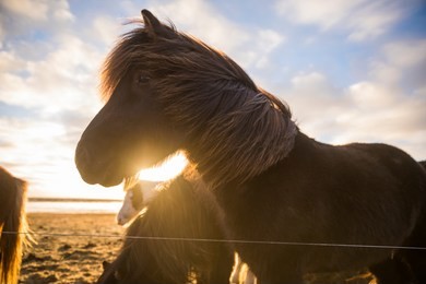icelandic horse in paddock