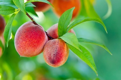 sweet peach fruits growing on a peach tree branch