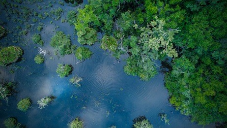jungle wetlands wilderness from helicopter