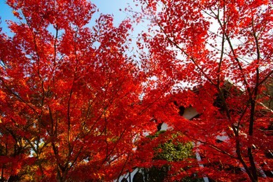 kyoto of autumn leaves
