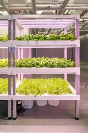 organic hydroponic brassica chinensis  vegetable grow with led light indoor farm,agriculture technology