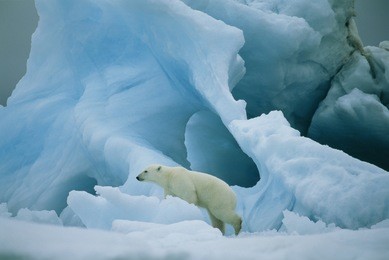 polar bear, greenland