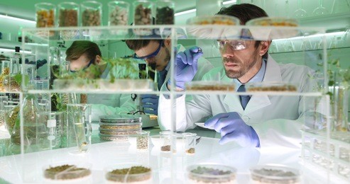 professional scientists men doing biological research on engineered foods seeds in organic agriculture laboratory