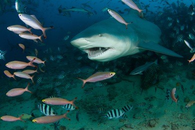 bull shark at fiji