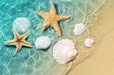 starfish and seashell on the summer beach in sea water. summer background. summer time.