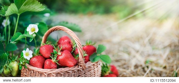 beautiful strawberry in wooden bowl with flower and green leaves. wicker basket with fresh strawberries with light on right side. wide banner or copy space, panorama concept.