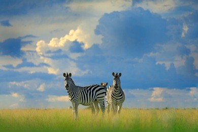 zebra with blue storm sky. burchell's zebra, equus quagga burchellii, nxai pan national park, botswana, africa. wild animal on the green meadow. wildlife nature.