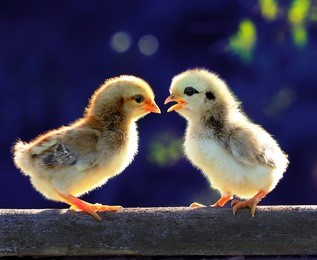 chicks chat