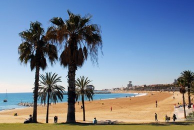 barcelona beach with palm trees