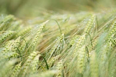 wheat droplet background