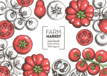 tomatoes hand drawn illustration. organic food design template. colored vector illustration. healthy food frame. farm market concept. tomato vegetable.