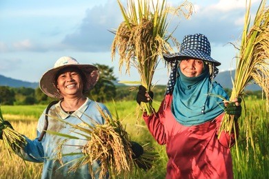 two happy thai female farmers harvesting rice in countryside thailand 