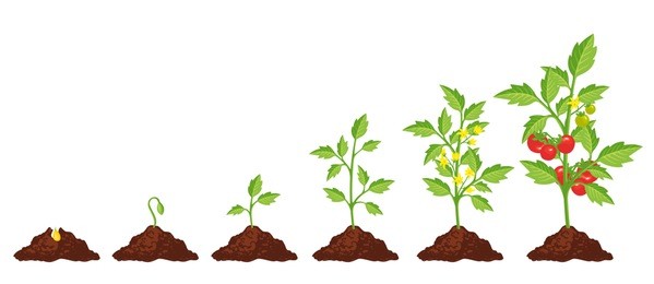 life cycle of a tomato plant, leaf, flower and fruiting stages.