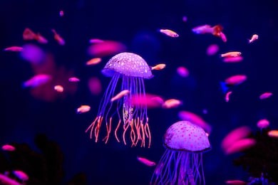 beautiful jellyfish in the aquarium