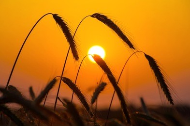  a field of ripe rye against the rising sun.