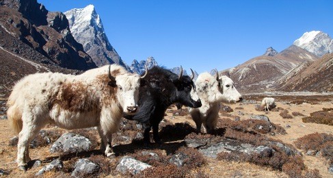 yak, group of three yaks on the way to everest base camp, nepal himalayas yak is farm an d caravan animal in nepal and tibet