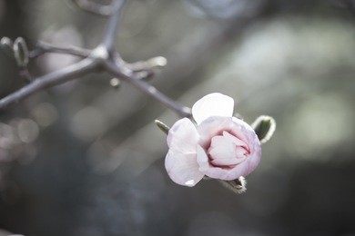 a single pale pink flower blossom grows from an isolated branch of a star magnolia tree. blurred, natural bokeh background in neutral muted colors.