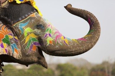 decorated elephant at the annual elephant festival in jaipur, india.