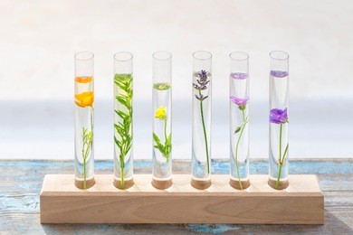 test tubes with perfume samplesflowers and plants in test tubes on wooden background. t
