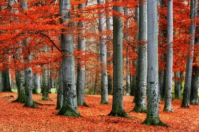 autumn park of red beech trees.