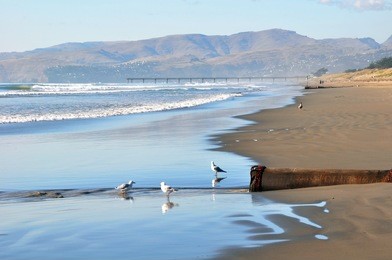 pristine brighton beach on a perfect summer day is deserted except for seagulls in the foreground. christchurch, new zealand. the brighton pier is in the background.