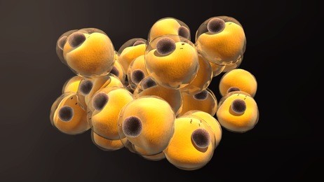 3d illustration adipocytes or fat cells
