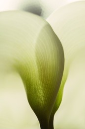 calla lily extreme close up texture of the plant spathe from outside. botanical concepts, macro photography shot in studio. texture of a beautiful calla lily - fragility concept.
