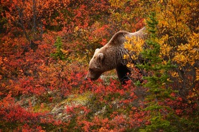 wild grizzly bear looking for food in autumn at alaska before snow is coming