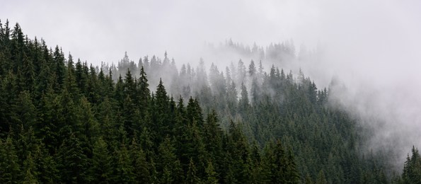misty morning view in wet mountain area. dense pine forest in morning mist.