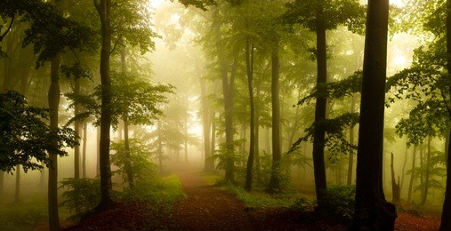 panorama of foggy forest. fairy tale spooky looking woods in a misty day. cold foggy morning in horror forest