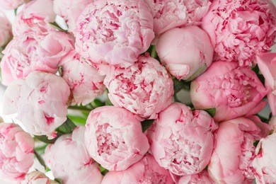 wallpaper. lovely flowers pink peonies . floral compositions, daylight.
