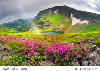 spring summer are the period of flowering of bright beautiful red and pink alpine flowers rhododenron and anemone in the carpathians on the montenegrin ridge near goverla ( hoverla )