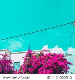 rose flower bushes and a hotel. minimal summer vacation