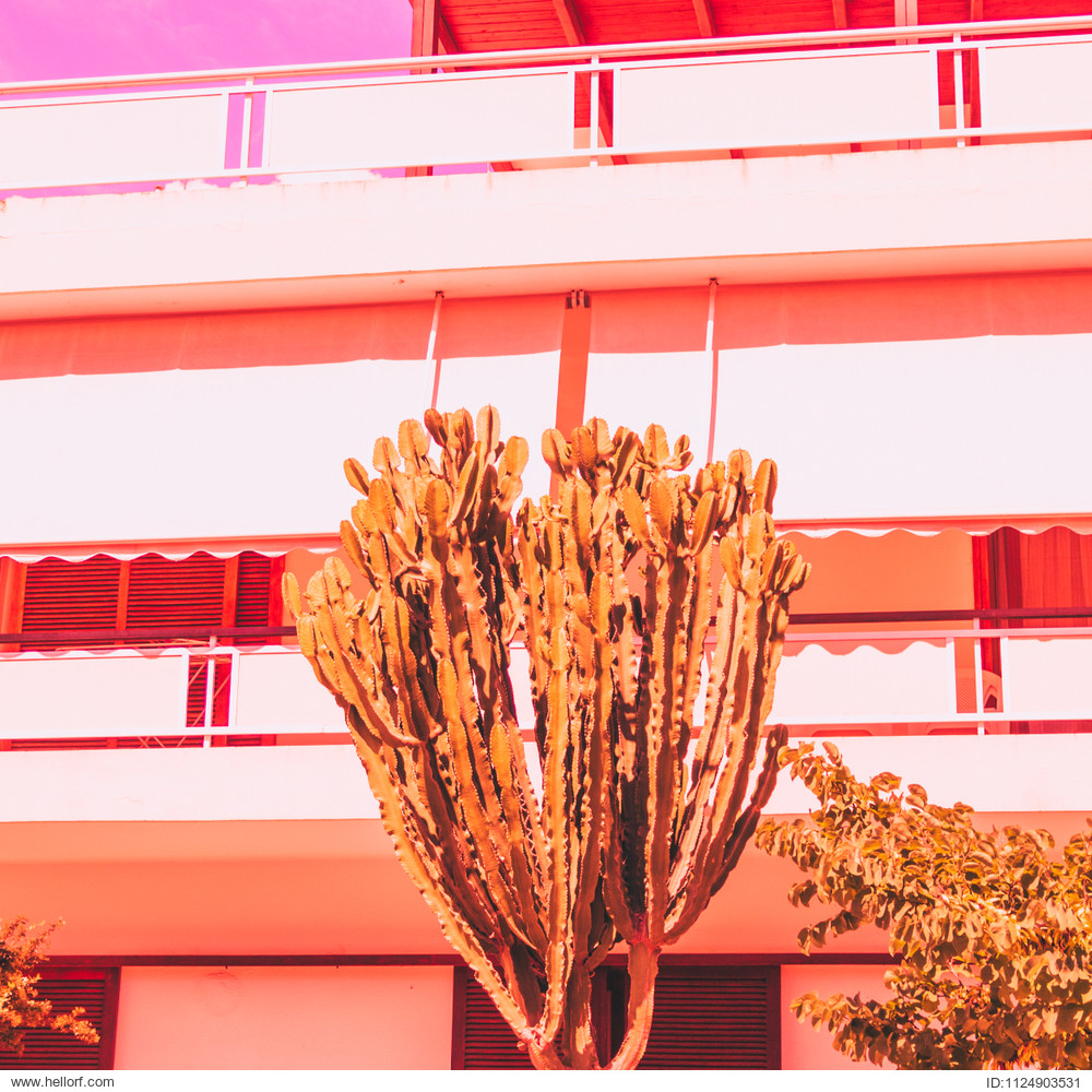 cactus and hotel. orange style. minimal and surrealism