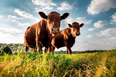 beefmaster cattle standing in a green field