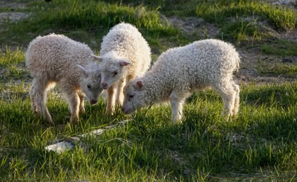 three cute lambs in hofn, iceland
