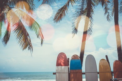 many surfboards beside coconut trees at summer beach with sun light and blue sky background.